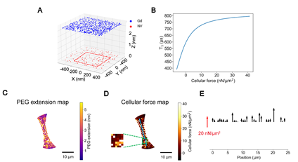 Simulation-assisted extraction of cellular forces from T1 mapping. (A) The schematics show the simplified model: a layer of NV centers is randomly distributed underneath the upper surface of diamond membrane with a given depth and fixed density; a layer of the Gd3+ complexes attached to the PEG acts as a randomly fluctuating spin bath; the aforementioned two layers are separated by spring-like PEG molecules and their force-induced extension is described by Worm-Like Chain model. The red rectangular area represents the minimum sensing area adopted (600 nm × 600 nm). (B) The simulated relationship between cellular forces and T1 value. The extracted (C) PEG extension map, and (D) cellular traction force map of cell body in one chosen cell (the same one in Fig. 6B). The insert is the enlarged view of selected rectangular area. (E) Force profile along the blue line drawn in Fig. 7D. The direction of the cellular force exerted on the PEG polymer is normal to the diamond surface.